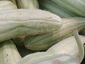 Closeup of a fuzzy green ribbed vegetable -- fakus, or snake melon, aka Armenian cucumber
